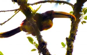 red Chested Aracari